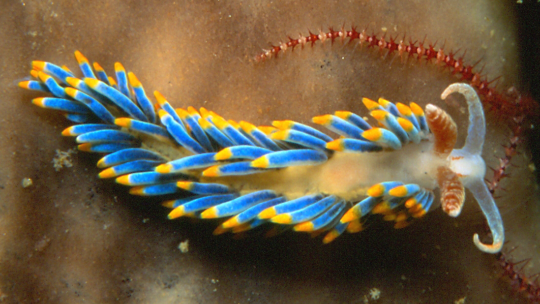 Seaslug Image